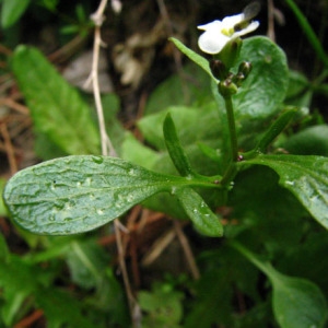 Photographie n°58930 du taxon Cardamine resedifolia L. [1753]