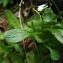  Catherine MAHYEUX - Cardamine resedifolia L. [1753]