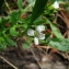  Catherine MAHYEUX - Cardamine resedifolia L. [1753]