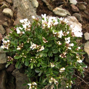 Photographie n°58932 du taxon Cardamine resedifolia L. [1753]