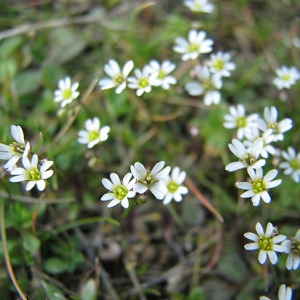 Photographie n°58935 du taxon Erophila verna (L.) Chevall.