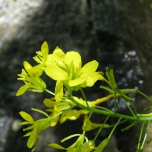 Erucastrum nasturtiifolium (Poir.) O.E.Schulz (Fausse Roquette à feuilles de cresson)