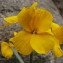  Catherine MAHYEUX - Erysimum cheiri (L.) Crantz