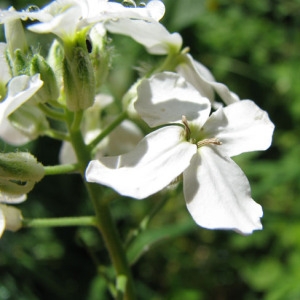 Photographie n°58944 du taxon Hesperis matronalis L. [1753]