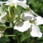  Catherine MAHYEUX - Hesperis matronalis L. [1753]