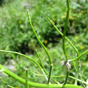 Photographie n°58945 du taxon Hesperis matronalis L. [1753]