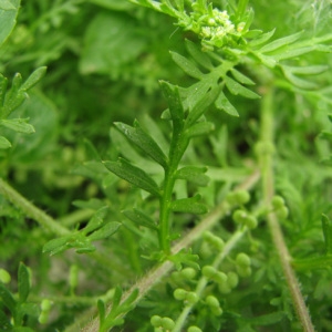 Photographie n°58957 du taxon Lepidium didymum L.