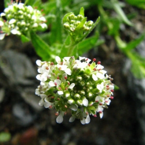 Photographie n°58965 du taxon Lepidium heterophyllum Benth. [1826]