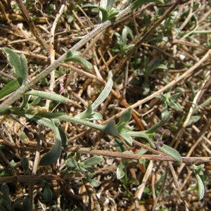 Photographie n°58968 du taxon Lobularia maritima subsp. maritima