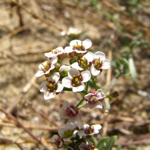 Photographie n°58969 du taxon Lobularia maritima subsp. maritima