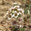  Catherine MAHYEUX - Lobularia maritima subsp. maritima