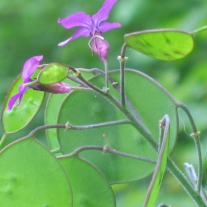 Photographie n°58970 du taxon Lunaria annua L.