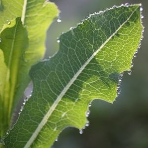 Lactuca esculenta Salisb. (Laitue)