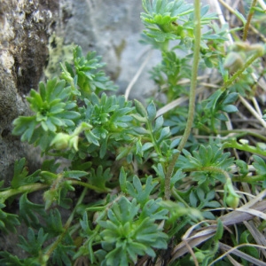 Photographie n°58978 du taxon Pritzelago alpina (L.) Kuntze [1891]