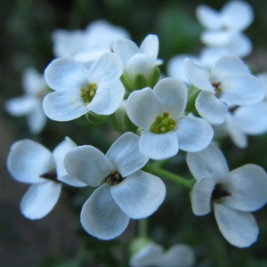 Photographie n°58979 du taxon Pritzelago alpina (L.) Kuntze [1891]