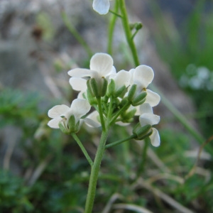 Pritzelago alpina (L.) Kuntze (Cresson de chamois)