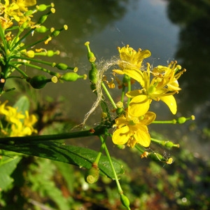 Photographie n°58983 du taxon Rorippa amphibia (L.) Besser [1821]