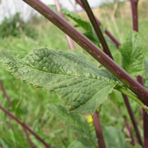 Photographie n°58988 du taxon Sinapis arvensis L.