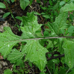 Photographie n°58994 du taxon Sisymbrium officinale (L.) Scop. [1772]