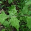  Catherine MAHYEUX - Sisymbrium officinale (L.) Scop. [1772]