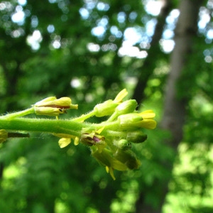 Photographie n°58995 du taxon Sisymbrium officinale (L.) Scop. [1772]