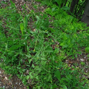 Photographie n°58997 du taxon Sisymbrium officinale (L.) Scop. [1772]