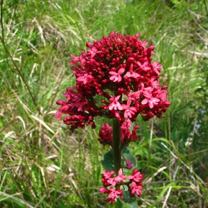 Photographie n°59011 du taxon Centranthus ruber (L.) DC.