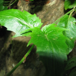 Photographie n°59017 du taxon Valeriana montana L. [1753]