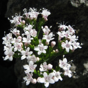 Photographie n°59023 du taxon Valeriana tripteris L. [1753]