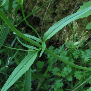 Photographie n°59024 du taxon Valeriana tripteris L. [1753]