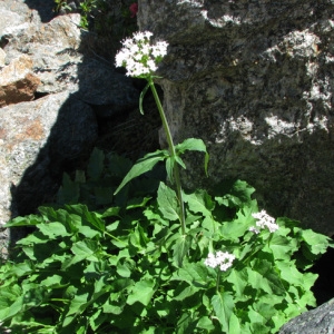 Photographie n°59025 du taxon Valeriana tripteris L. [1753]