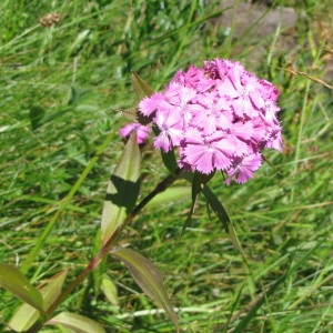 Photographie n°59029 du taxon Dianthus barbatus L.