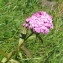  Joceline Chappert-bessiere - Dianthus barbatus L.