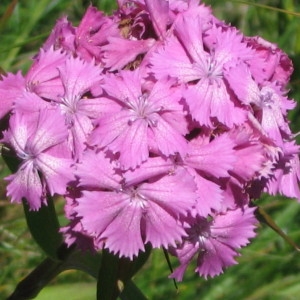 Photographie n°59030 du taxon Dianthus barbatus L.