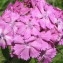  Joceline Chappert-bessiere - Dianthus barbatus L.