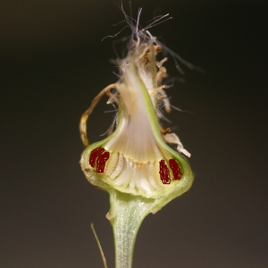 Photographie n°59035 du taxon Reichardia picroides (L.) Roth [1787]