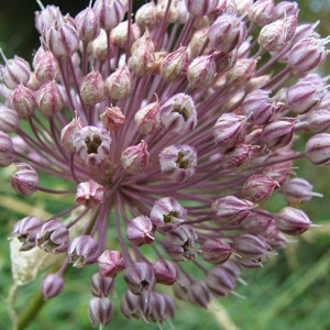 Photographie n°59047 du taxon Allium ampeloprasum L. [1753]