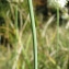  Catherine MAHYEUX - Allium ericetorum Thore [1803]