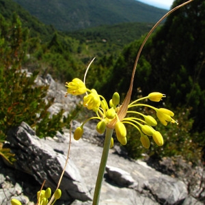  - Allium flavum L. [1753]