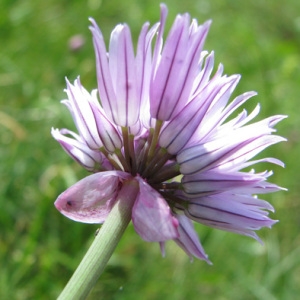 Photographie n°59054 du taxon Allium schoenoprasum L. [1753]