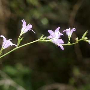 Photographie n°59058 du taxon Campanula rapunculus L.