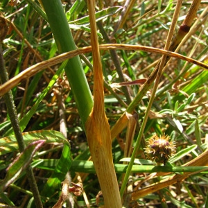 Photographie n°59063 du taxon Allium sphaerocephalon L. [1753]