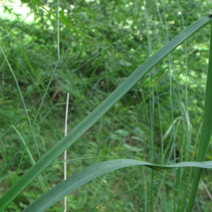 Photographie n°59070 du taxon Anthericum liliago L.