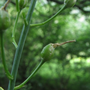 Photographie n°59073 du taxon Anthericum liliago L.