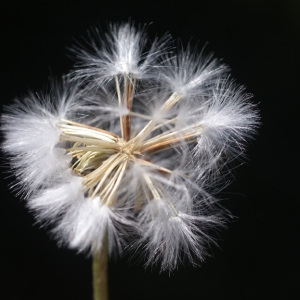 Photographie n°59074 du taxon Crepis albida Vill. [1779]