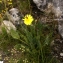  Liliane Roubaudi - Crepis albida Vill. [1779]