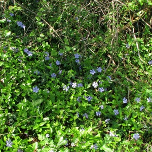 Photographie n°59085 du taxon Vinca minor L. [1753]