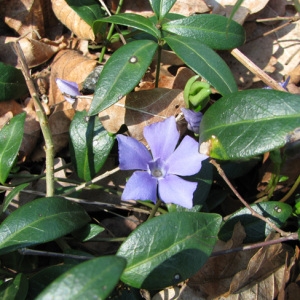 Photographie n°59086 du taxon Vinca minor L. [1753]