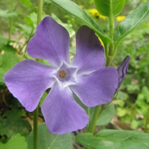 Photographie n°59088 du taxon Vinca major L. [1753]