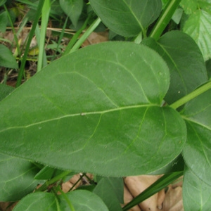 Photographie n°59089 du taxon Vinca major L. [1753]